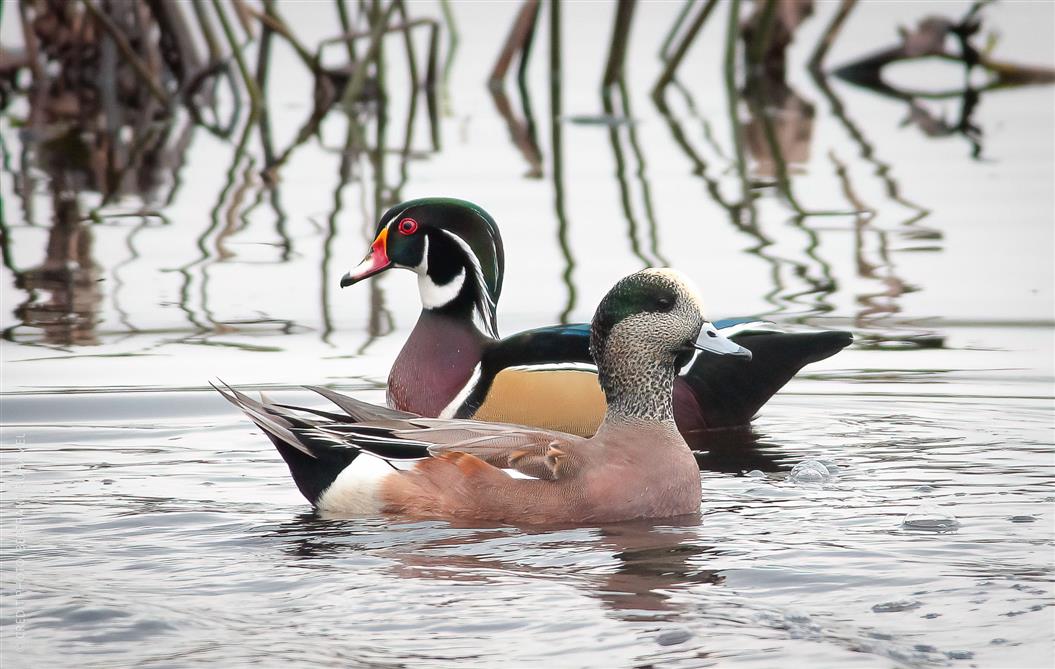 Photos TCE (55) (&copy;centre lac boivin)