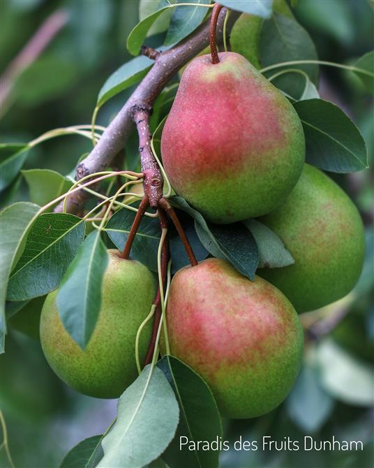 Poires Beauté Flamande (&copy;Therese Charbonneau )