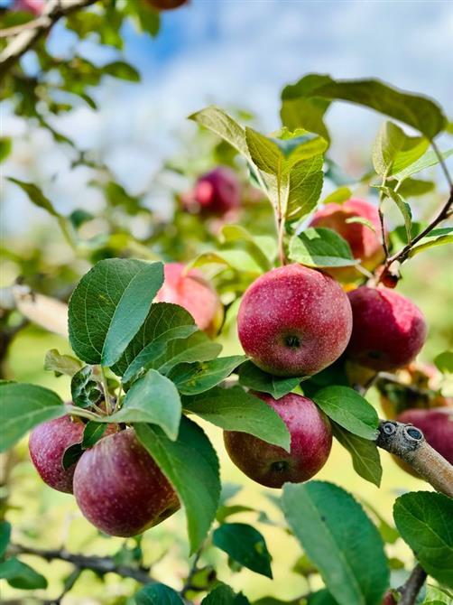 Pommes Lobo pommier (&copy;Verger Champêtre - Gîte & Compagnie)