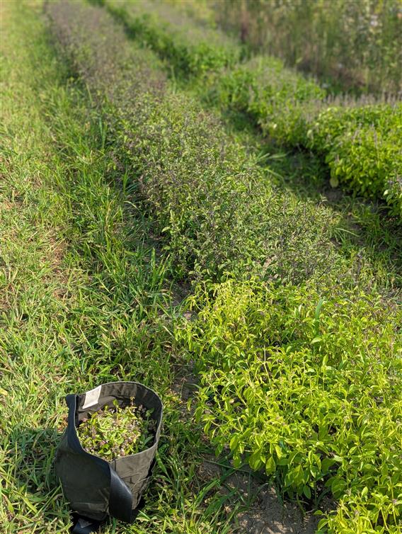 Production de basilic sacré