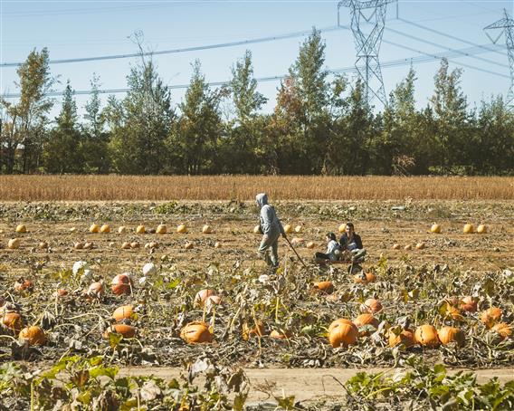 SODAM_Fe╠étesDesRe╠ücoltes-67