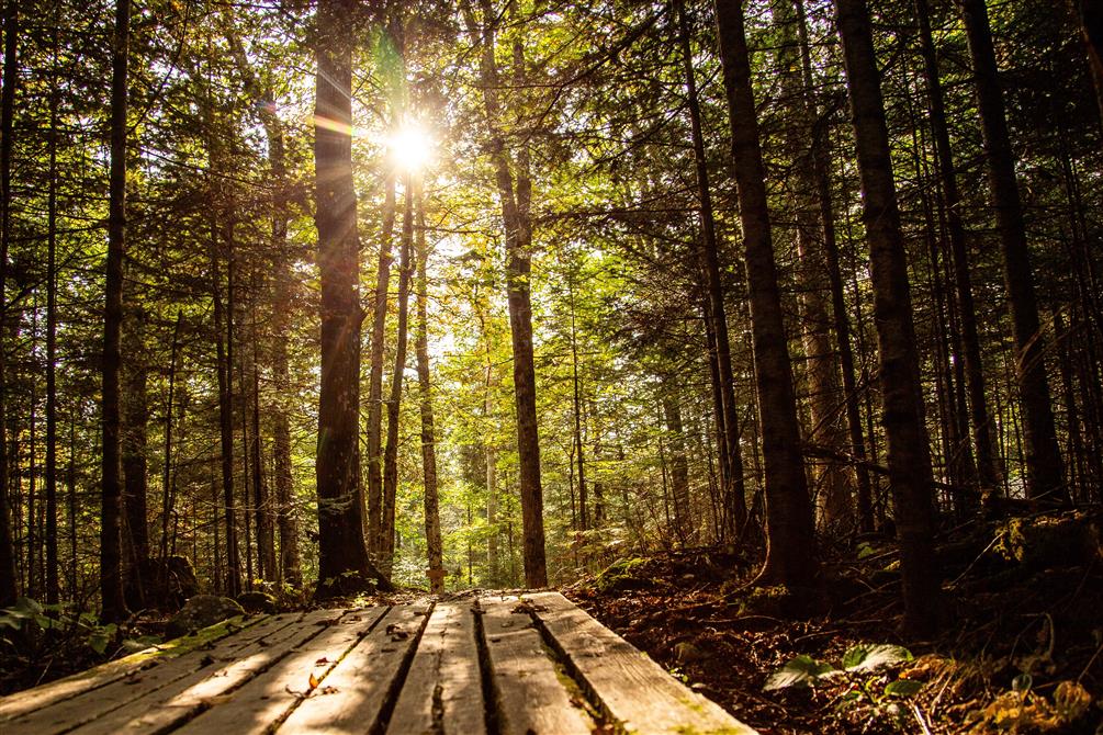 Sentiers en forêt (&copy;Sonia Grenon)