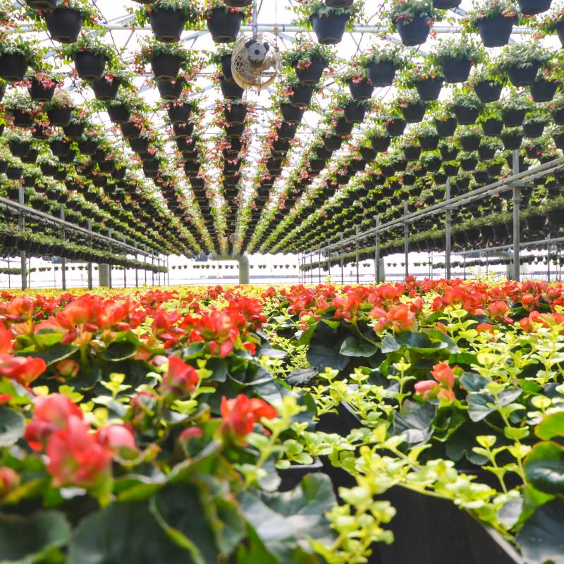 Sylvain Cléroux Greenhouses