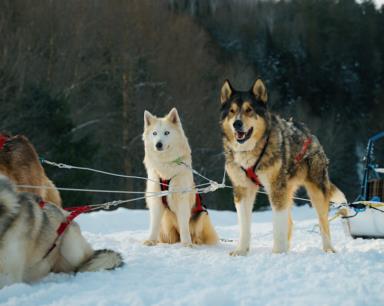 TM_JG Pothier_hiver_chiens de traineau_Galeox_2022-08
