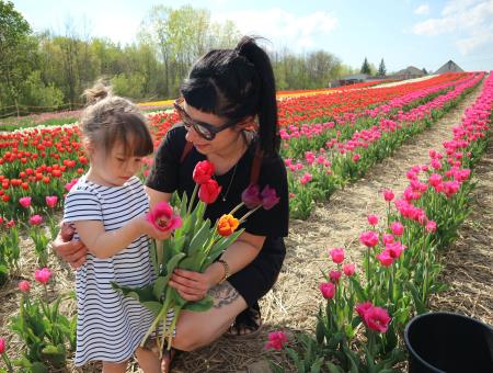 Tulipes autocueillette (Laval)
