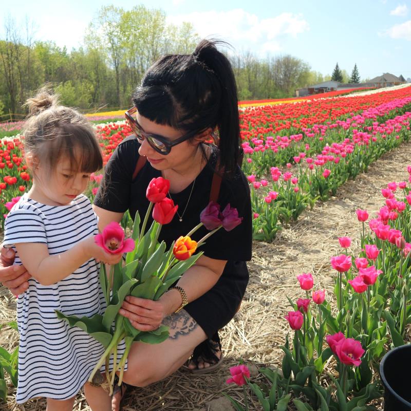 Tulipes autocueillette (Laval)