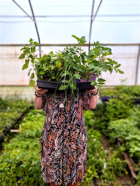 Vente de semis de plantes médicinales