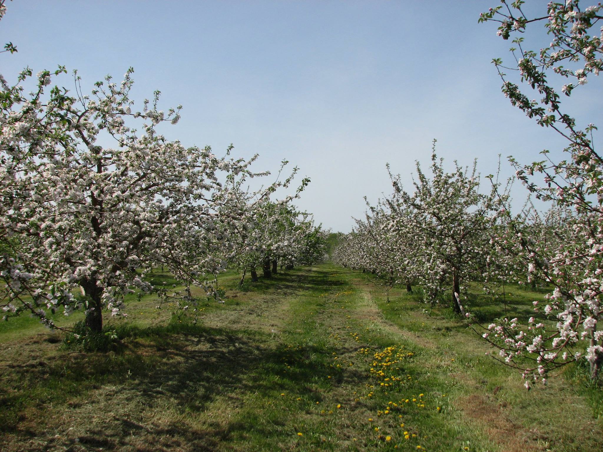 Verger en fleurs