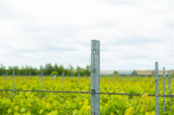 Vignoble Têtes au vent - 2