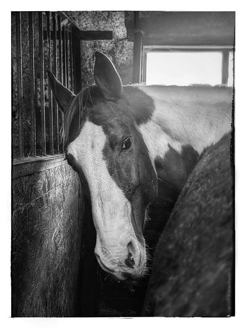 Whinie (&copy;Patrick Dezothez)