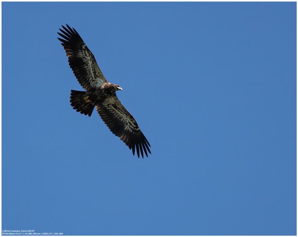 aigle royal au Safari dans le Bayou