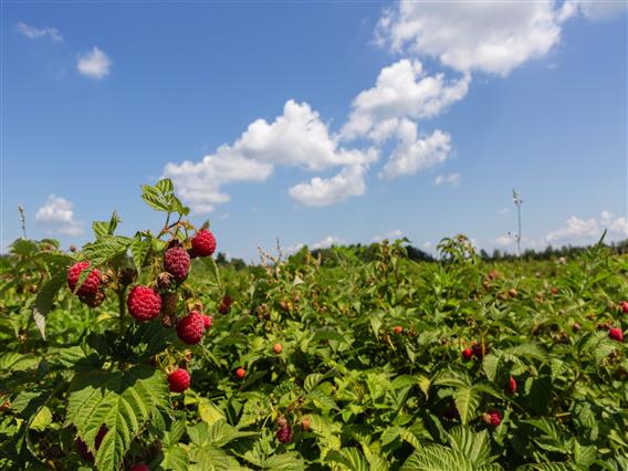 Framboises