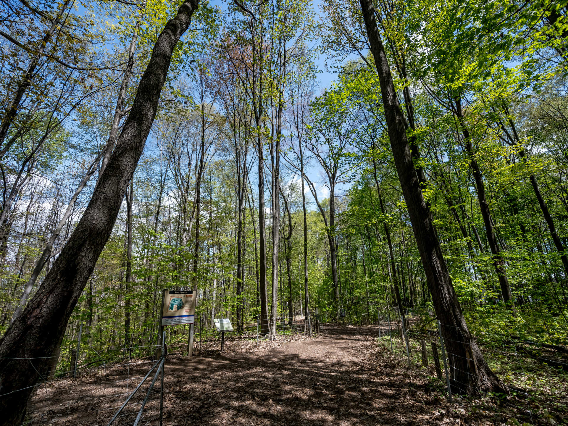 Bois Papineau Parc municipal Laval Bonjour Québec