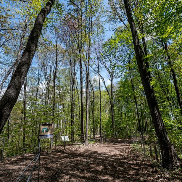 Papineau Woods