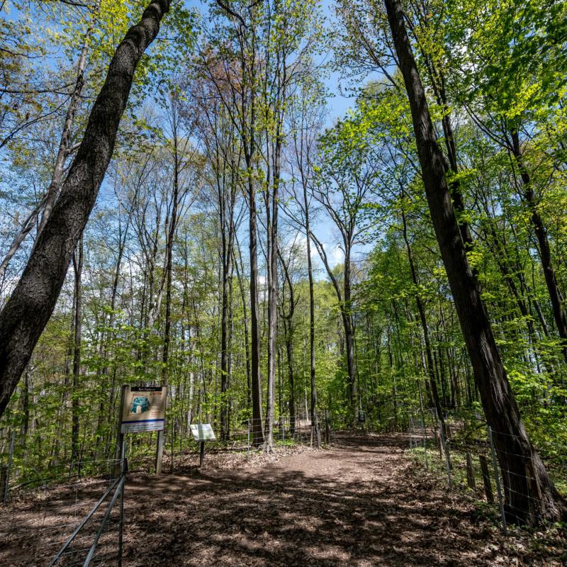 Papineau Woods