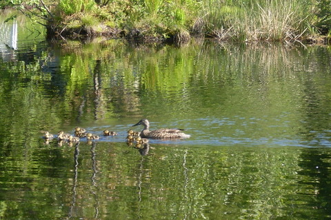 Famille de canard