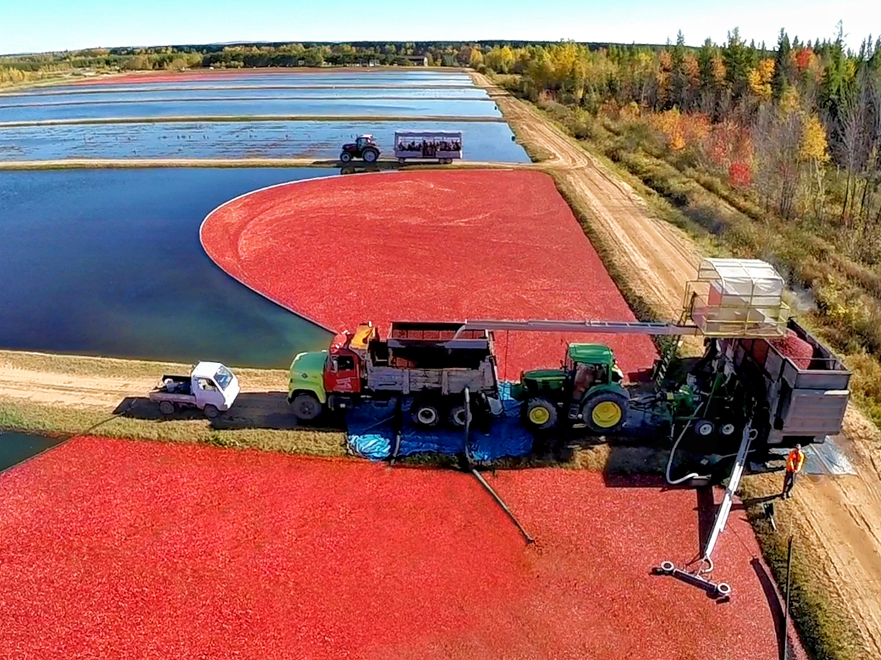Centre d'interprétation de la canneberge Canneberge en fête Culture