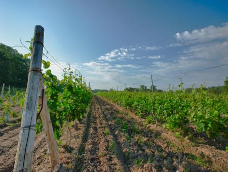 Château Taillefer Lafon