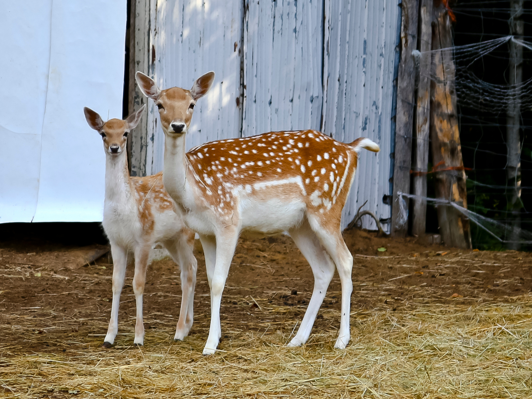 Parc animalier (daims)