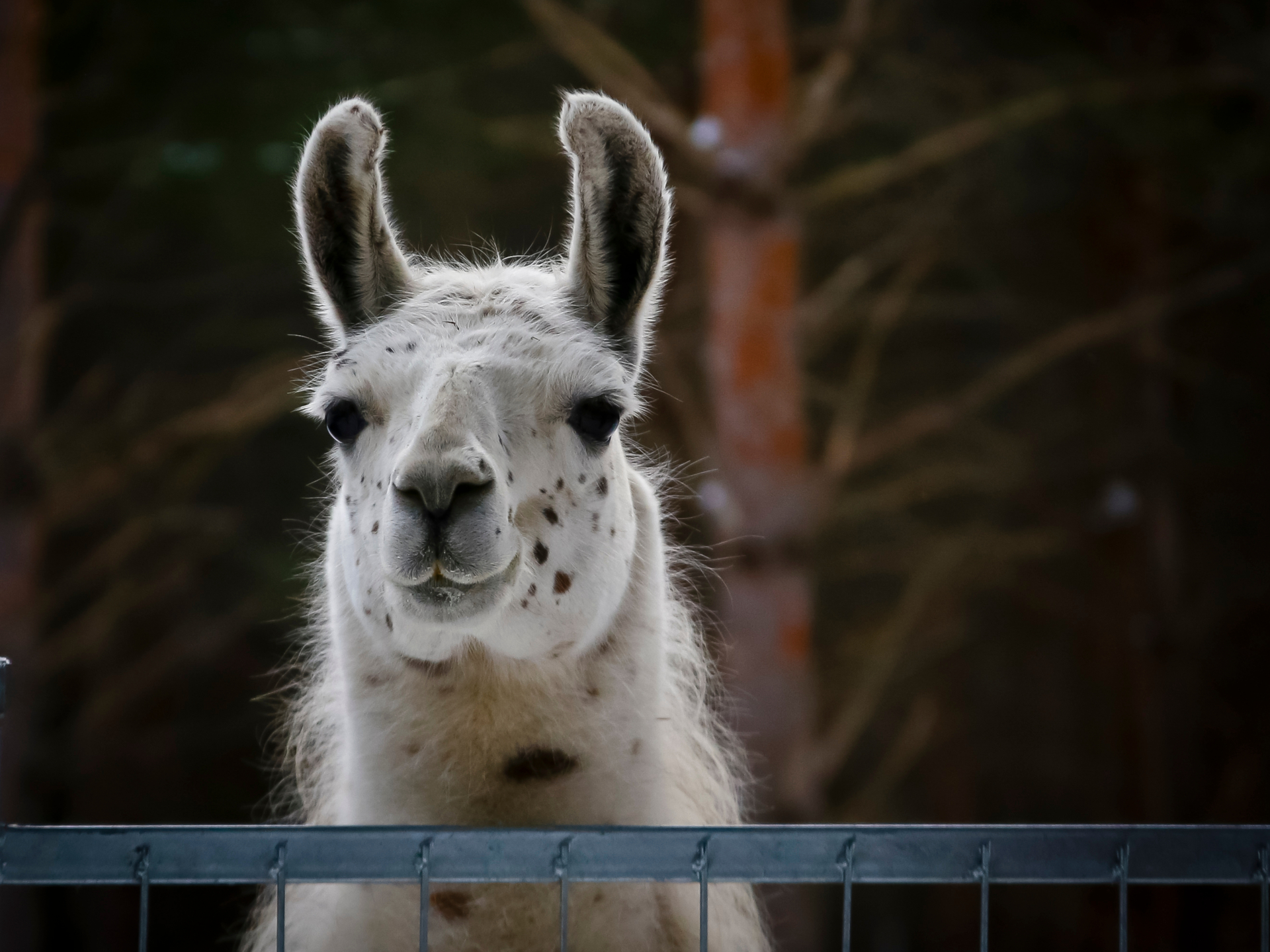 Parc animalier (lama)