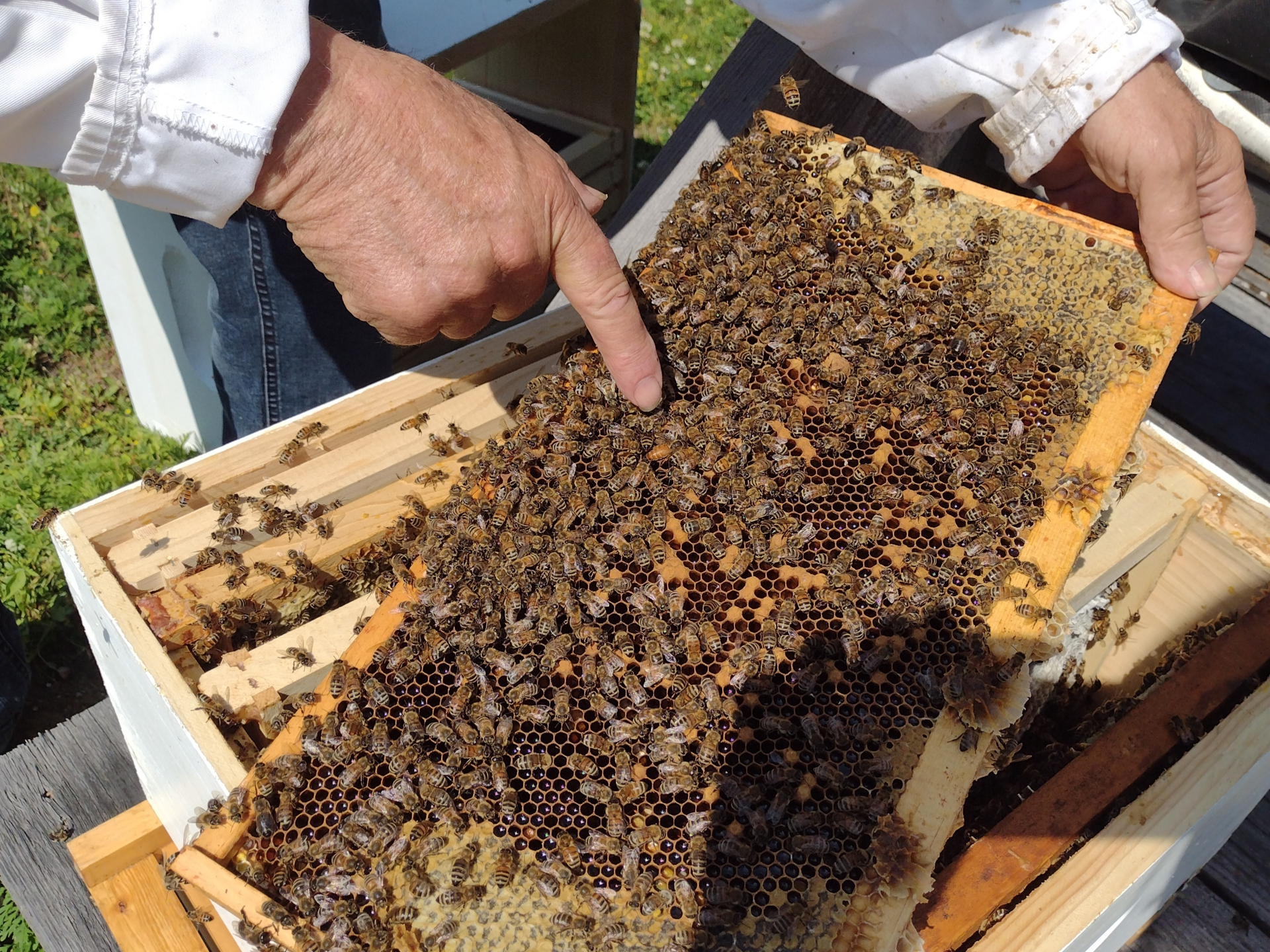 Visite guidée du monde des abeilles