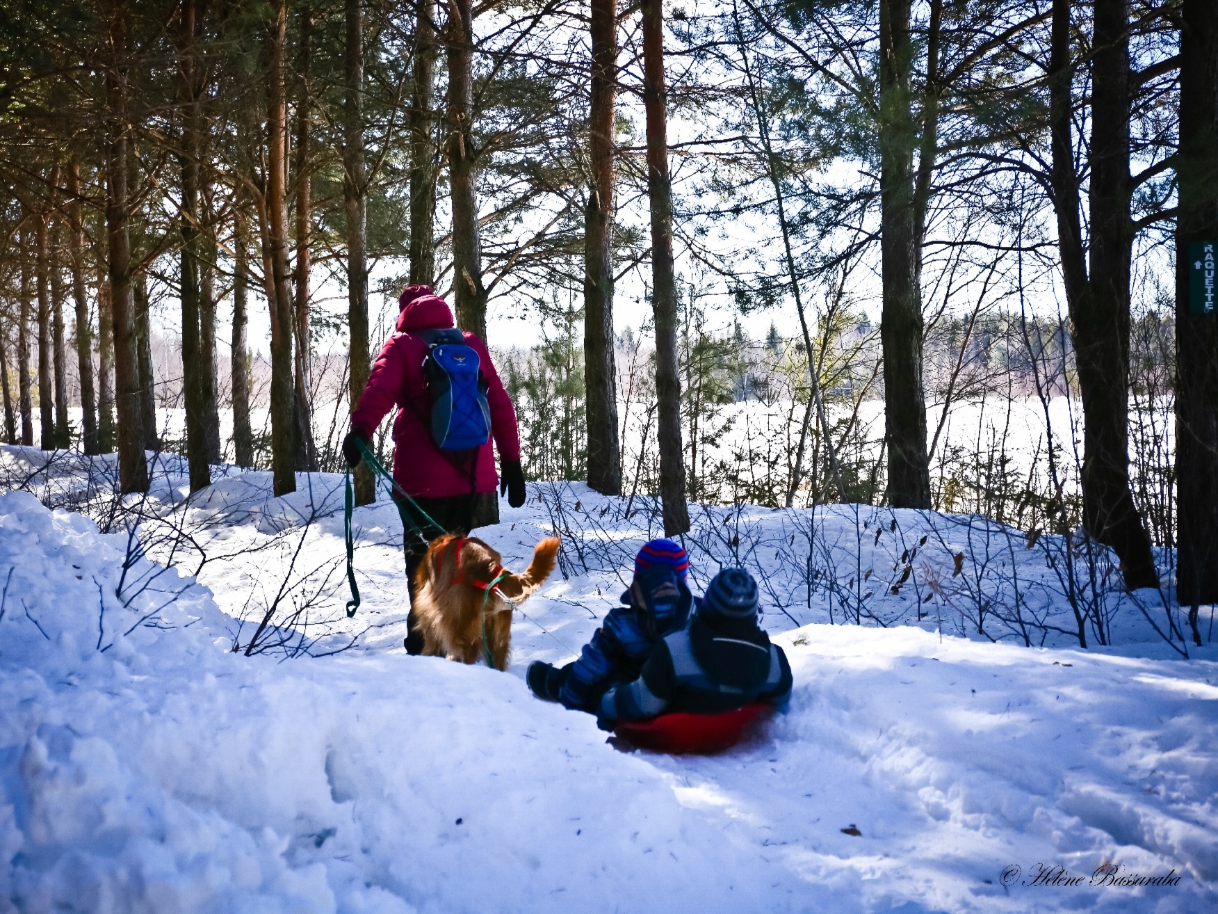 domaine-enchanteur-domaine-de-la-foret-perdue-balade-en-raquettes-avec-votre-chien