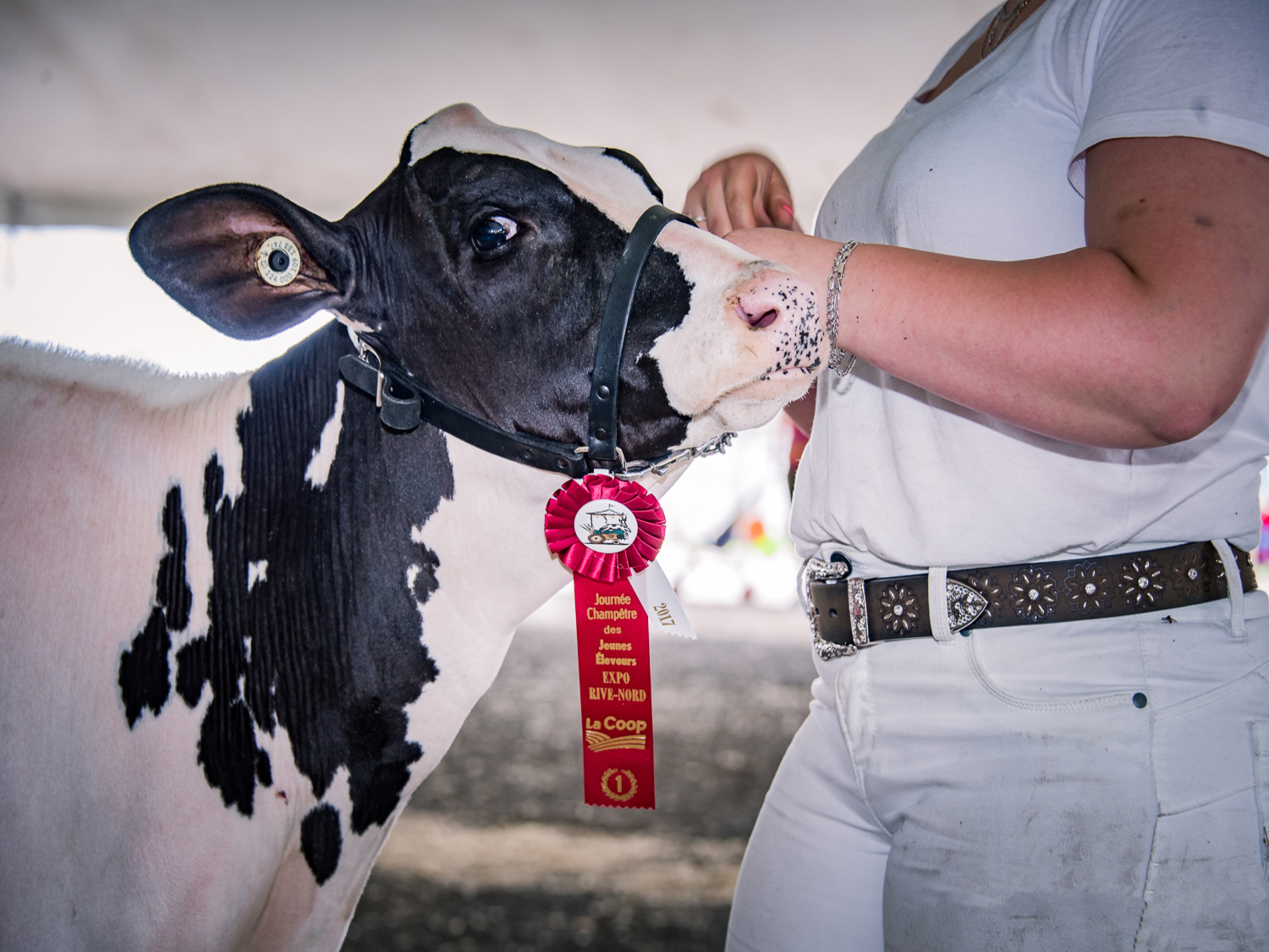 Cultura - Expo Jugement Holstein