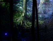 Foresta Lumina (&copy;Parc de la gorge de Coaticook)