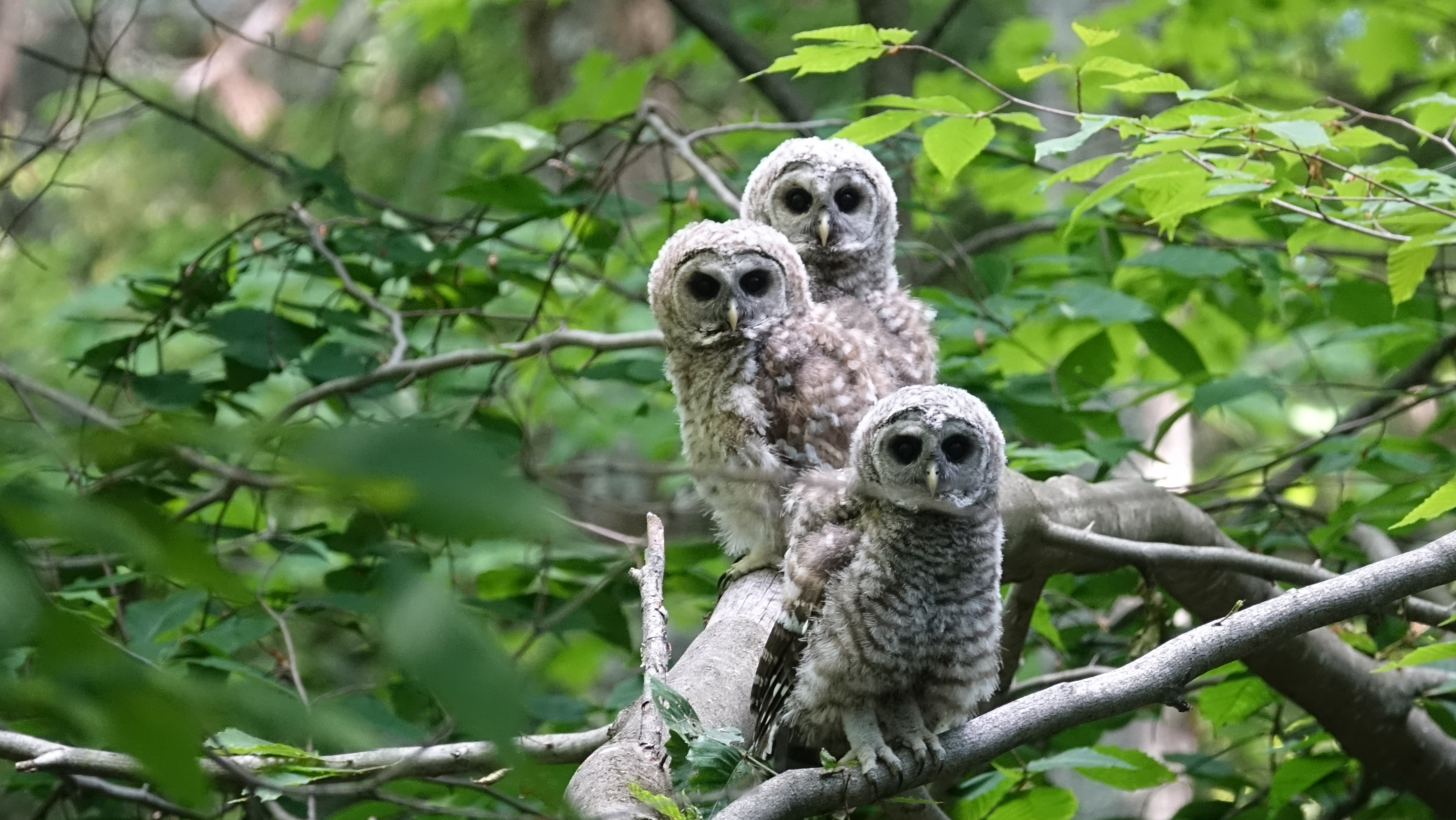 famille de chouettes dans les forets anciennes