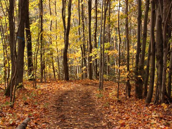 Sentier l'automne_8