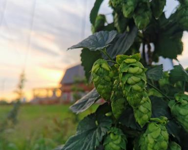 Houblon
