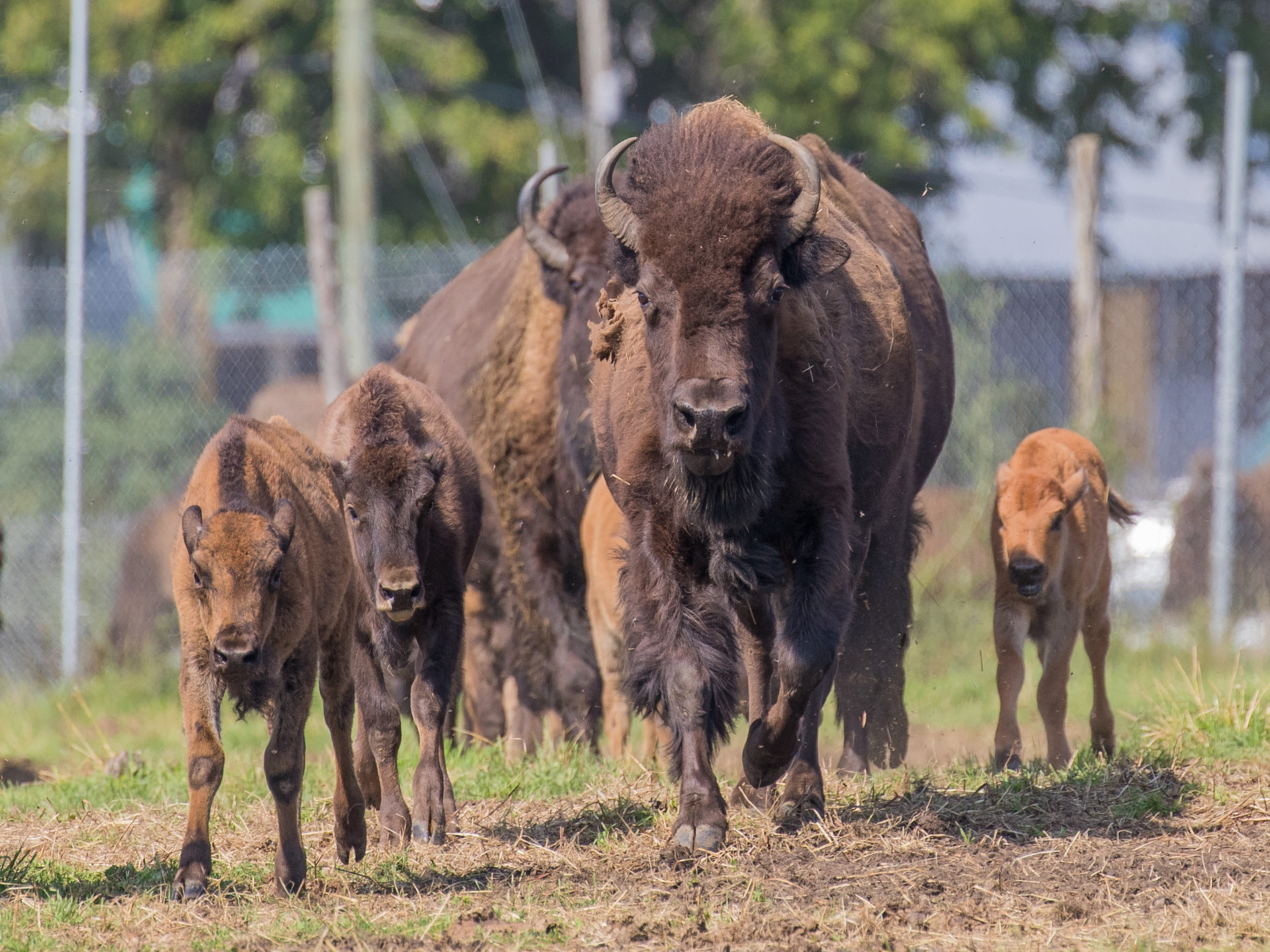 La Terre des Bisons | Farm | Tourisme Lanaudière