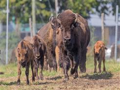 La terre des bisons - 1