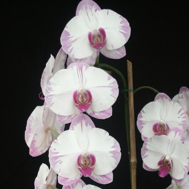 Le Paradis des Orchidées