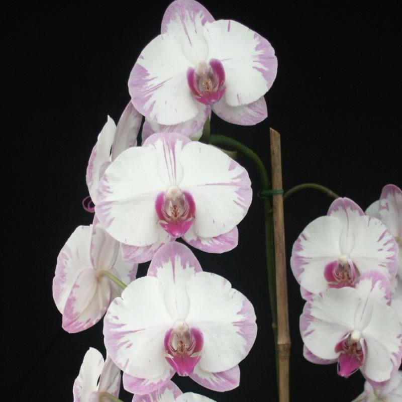 Le Paradis des Orchidées