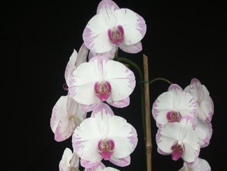 Le Paradis des Orchidées