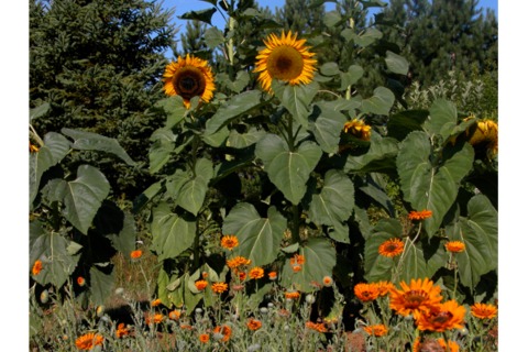 LES JARDINS DU GRAND-PORTAGE - 4