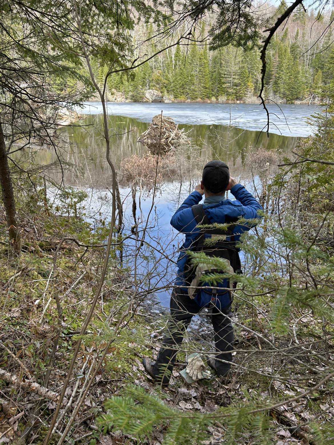observation faunique dans les étangs du secteur trappeur-sentier national de la mauricie