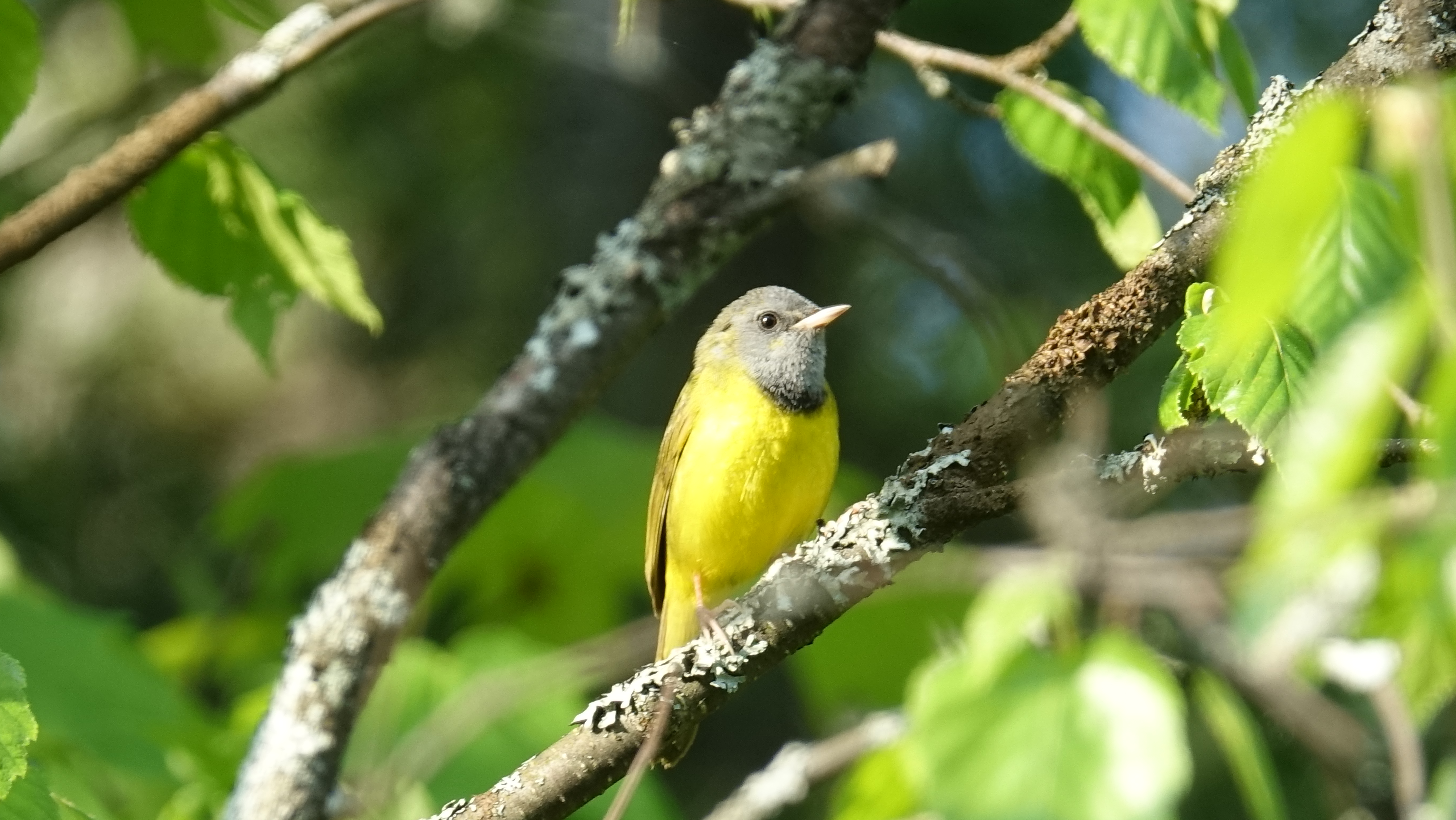 paruline masquée dans les forets anciennes