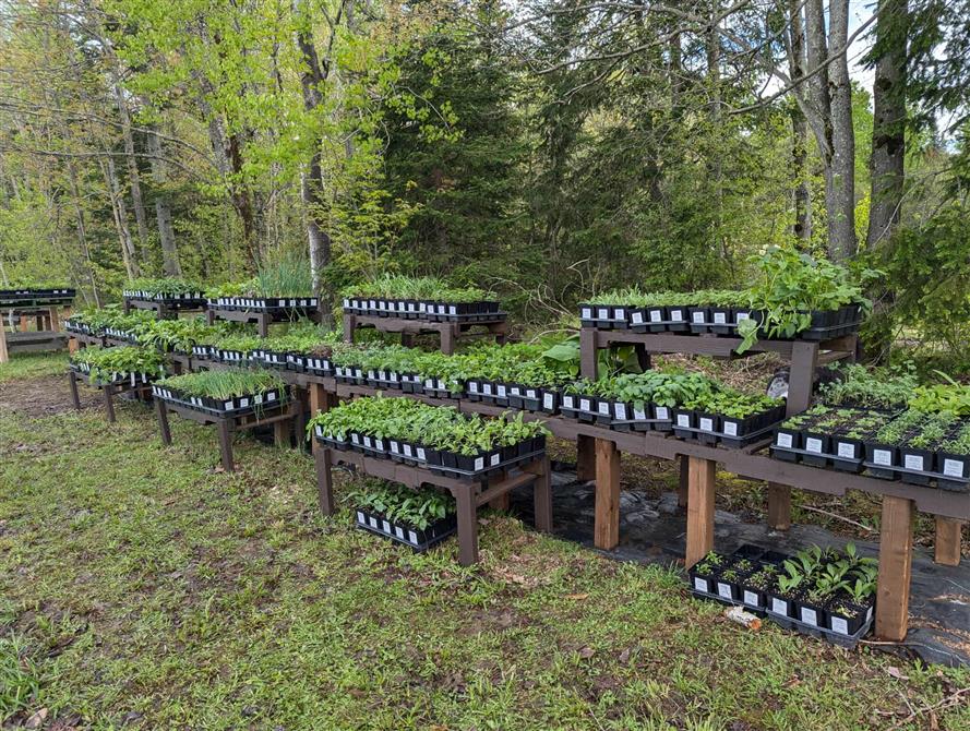 pépinière 2025 (&copy;Herbes Orford)