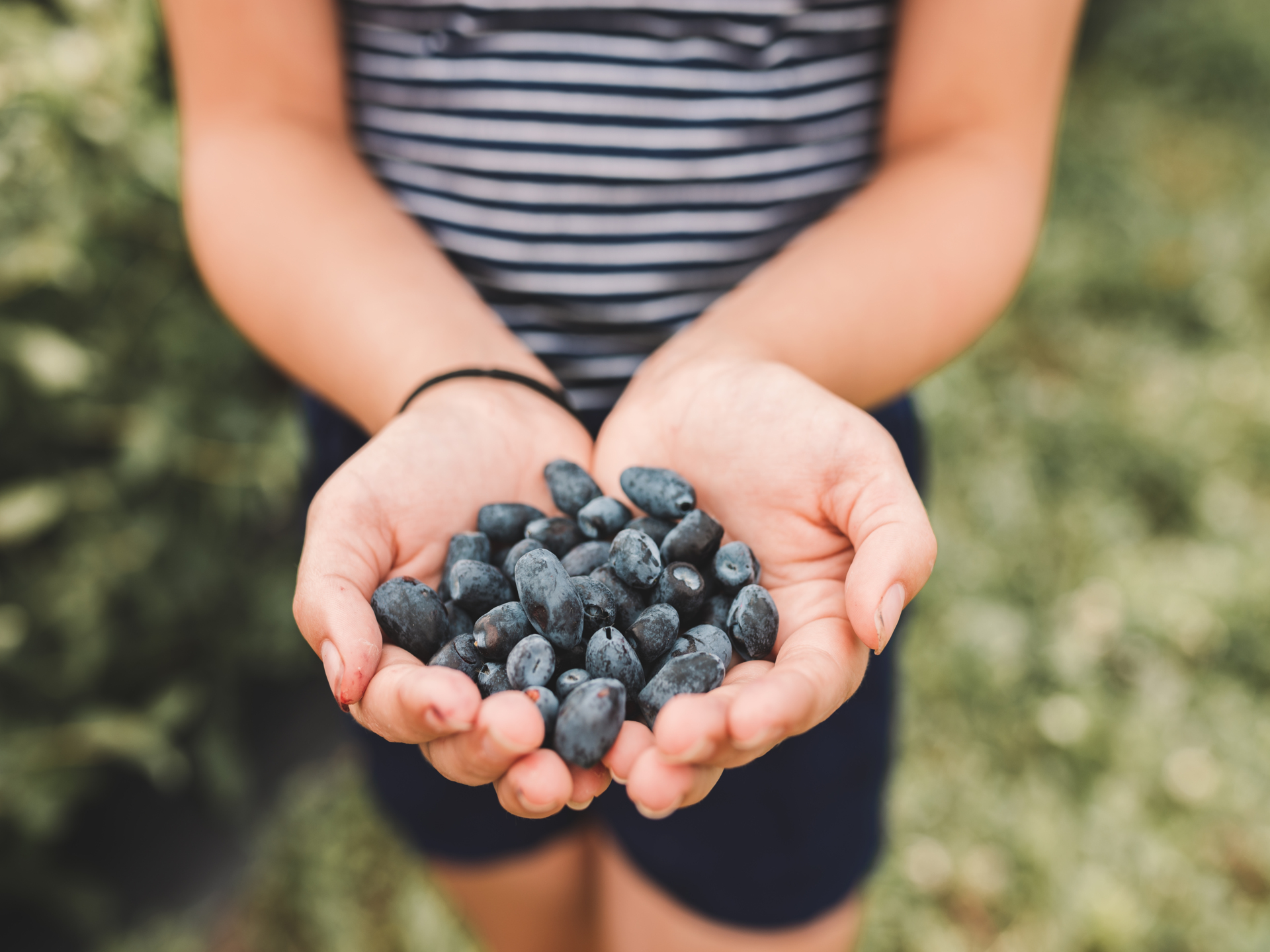 Petits fruits StLouis Culture de petits fruits SaintLouisde