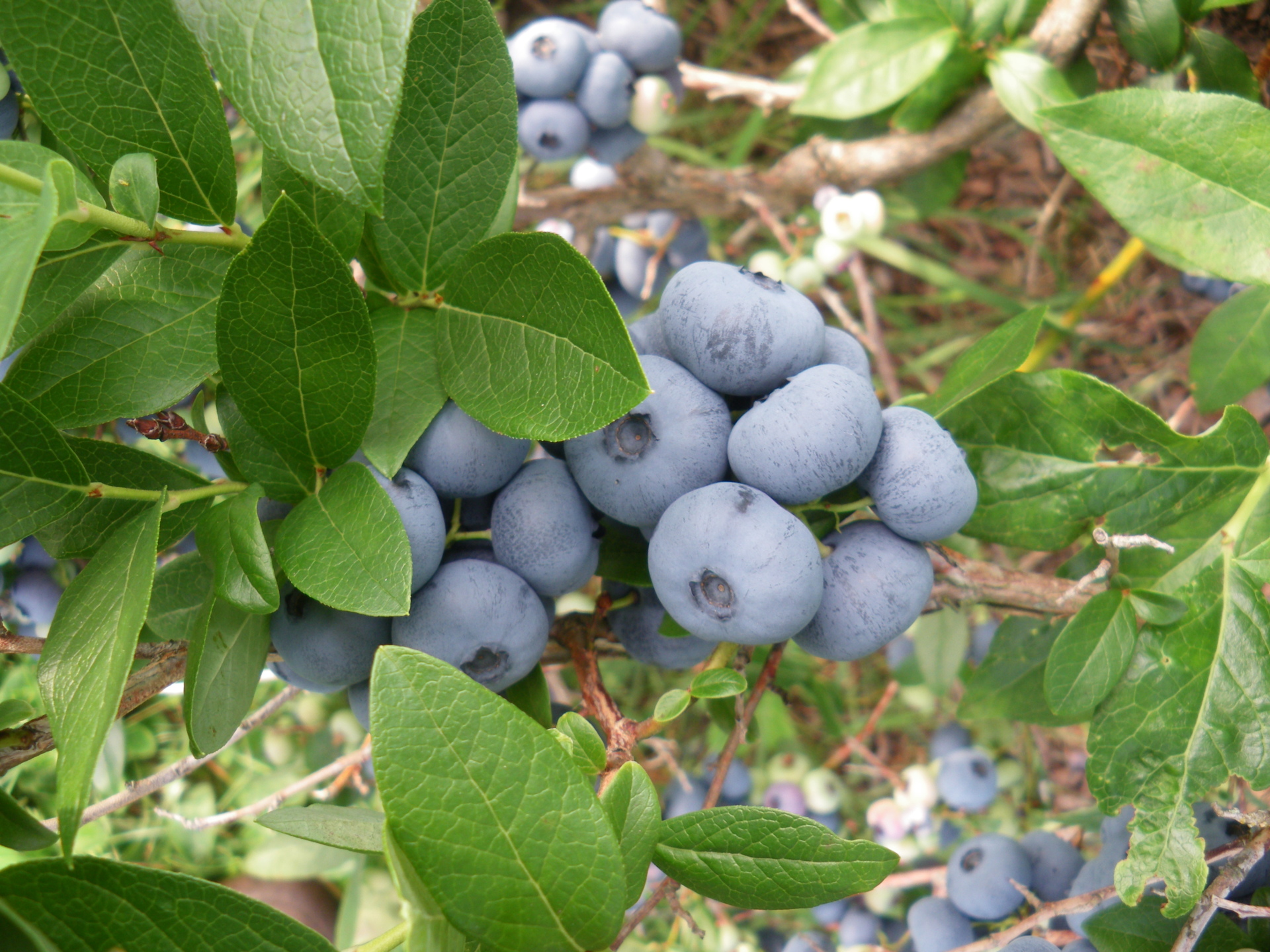 Petits fruits Vallée de soleil | Berry farm | Saint-Jean-Port-Joli ...