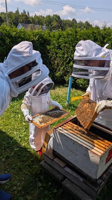 Introduction de la ruche pour une petite famille. (&copy;Photo personnelle. L.Hébert)