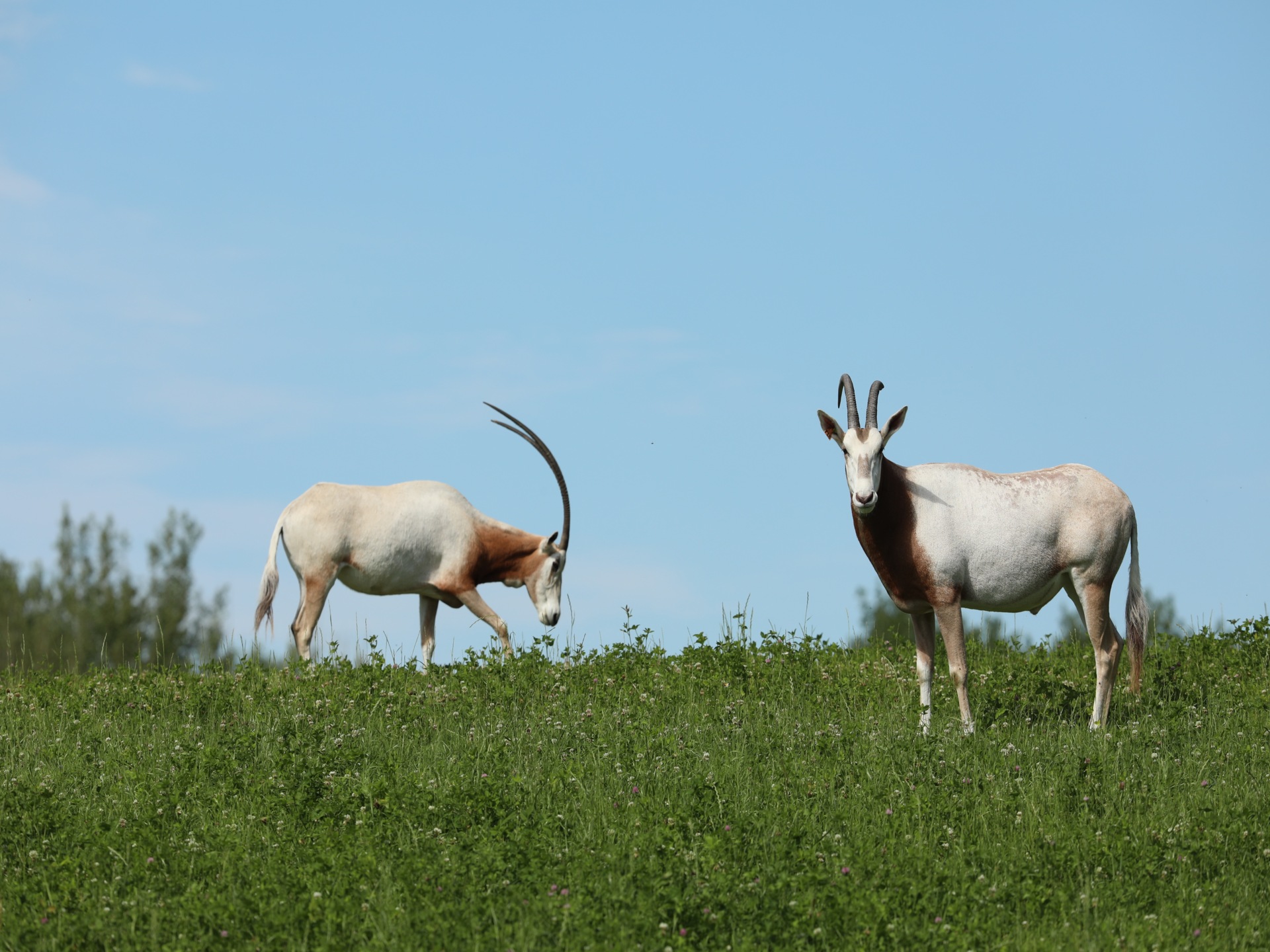 Oryx algazelles