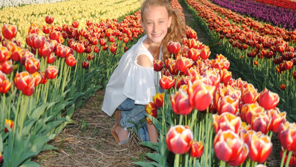 U-pick Tulips (Laval) - Tourisme Laval