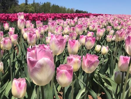 U-pick tulips (Laval)