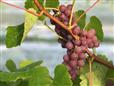 Vignoble du Vent Maudit