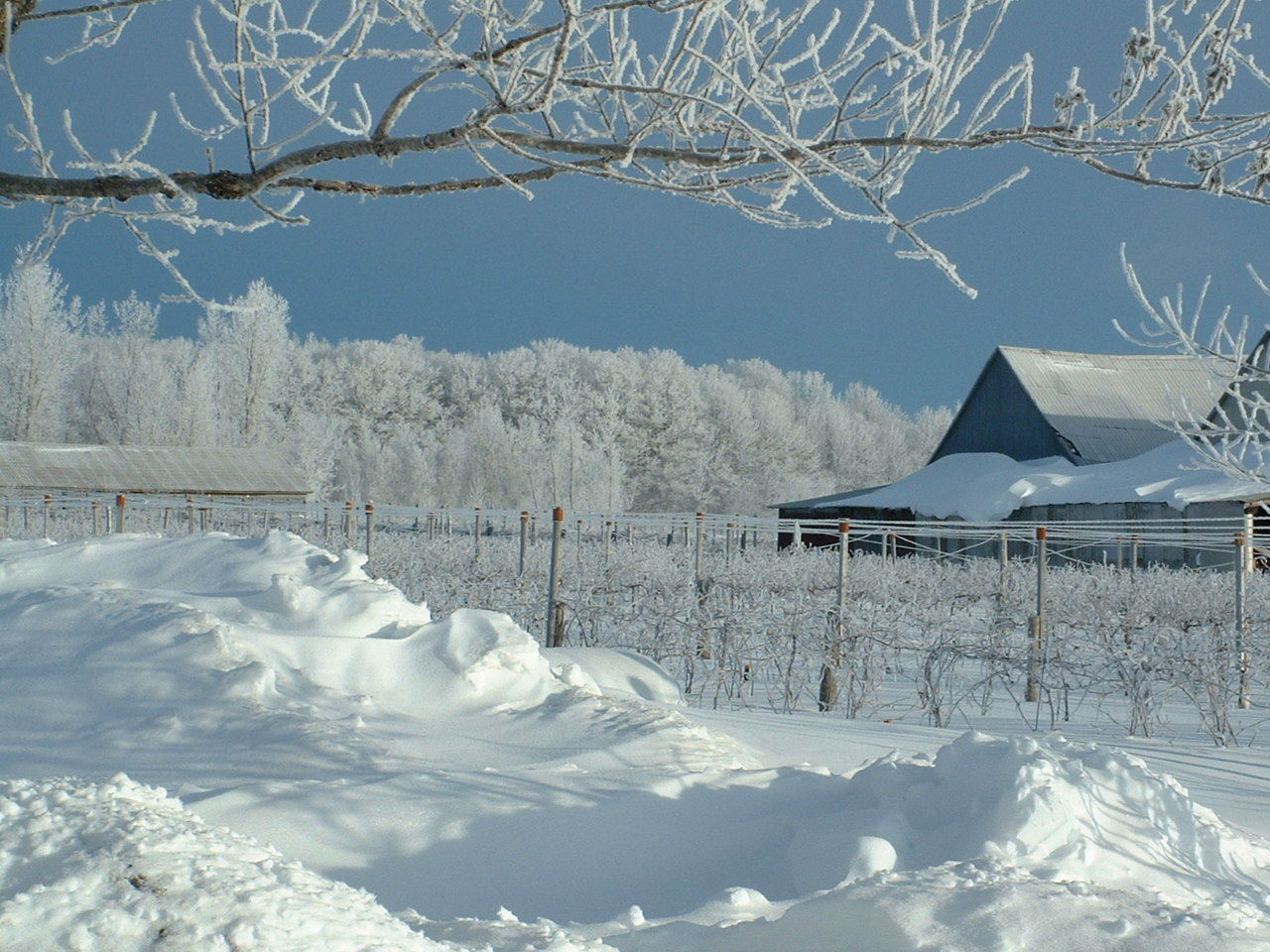 Vignoble Riparia Vineyard SaintWenceslas Bonjour Québec