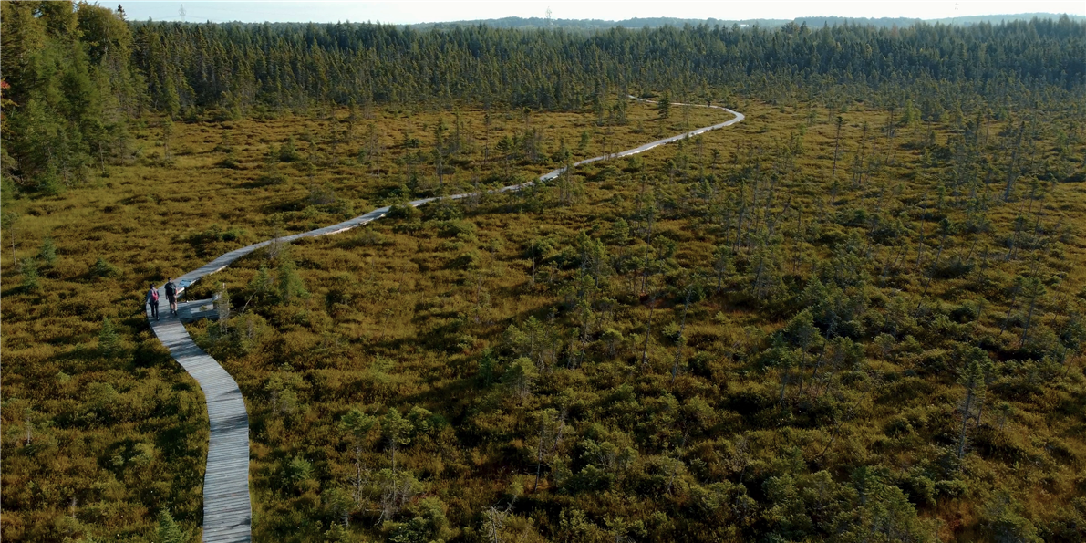 Sentier de la Tourbière (&copy;NATURE CANTONS-DE-L'EST - PARC ÉCOFORESTIER DE JOHNVILLE)